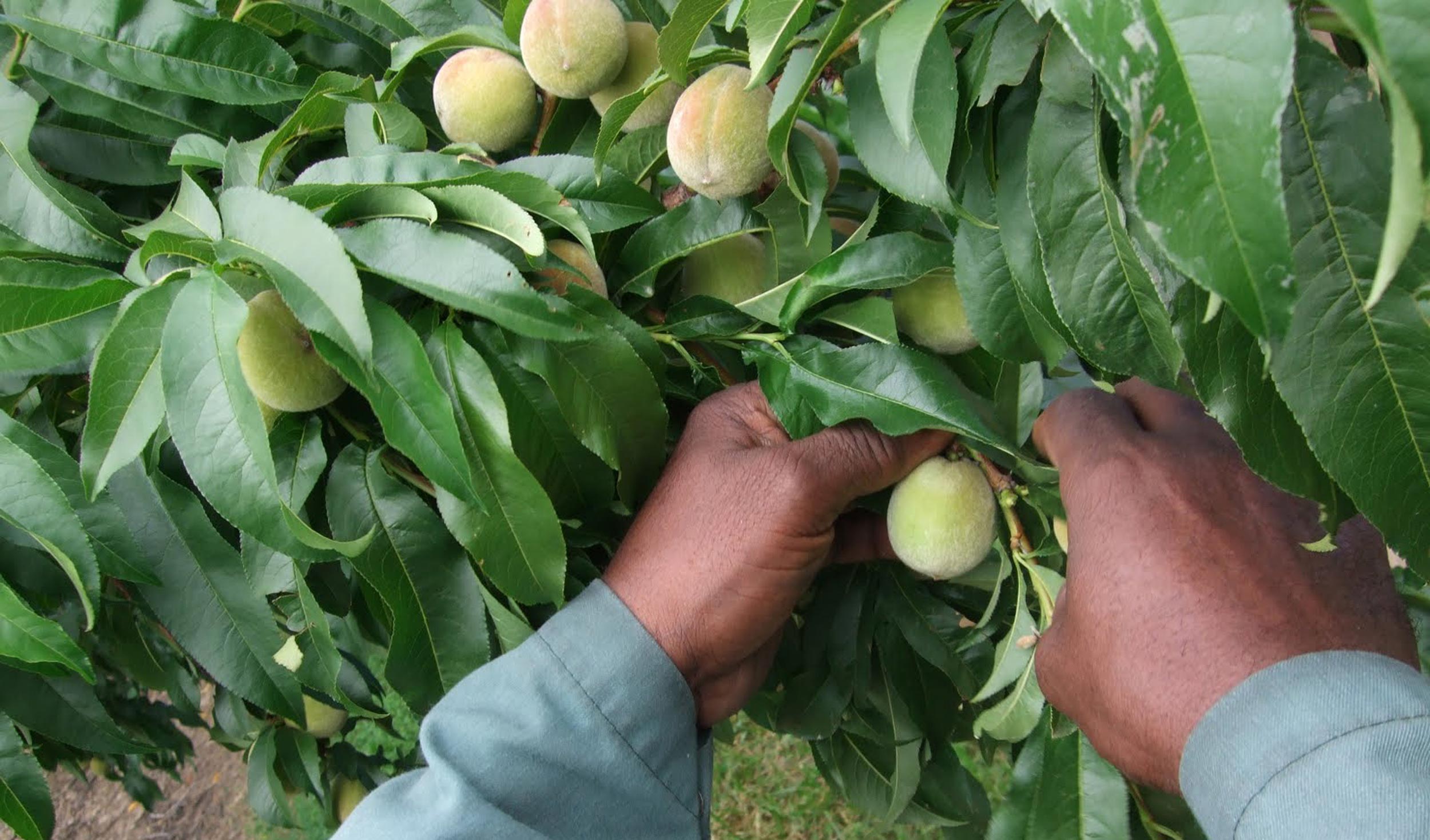 someone picking peaches